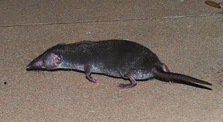 Чучундер. Фото: Википедия, автор — W.A. Djatmiko (Wie146). CC BY-SA 4.0